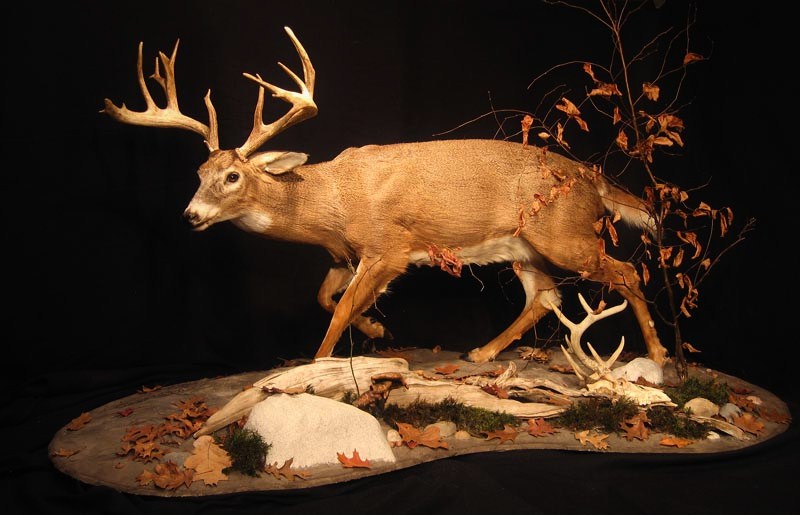 http://www.taylorstudio-taxidermy-areer_-_Copy.jpg