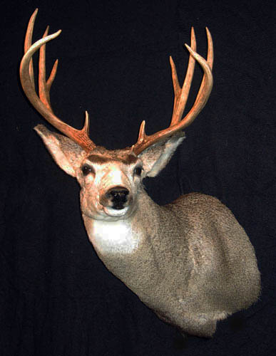 What are some good deer head mount poses?