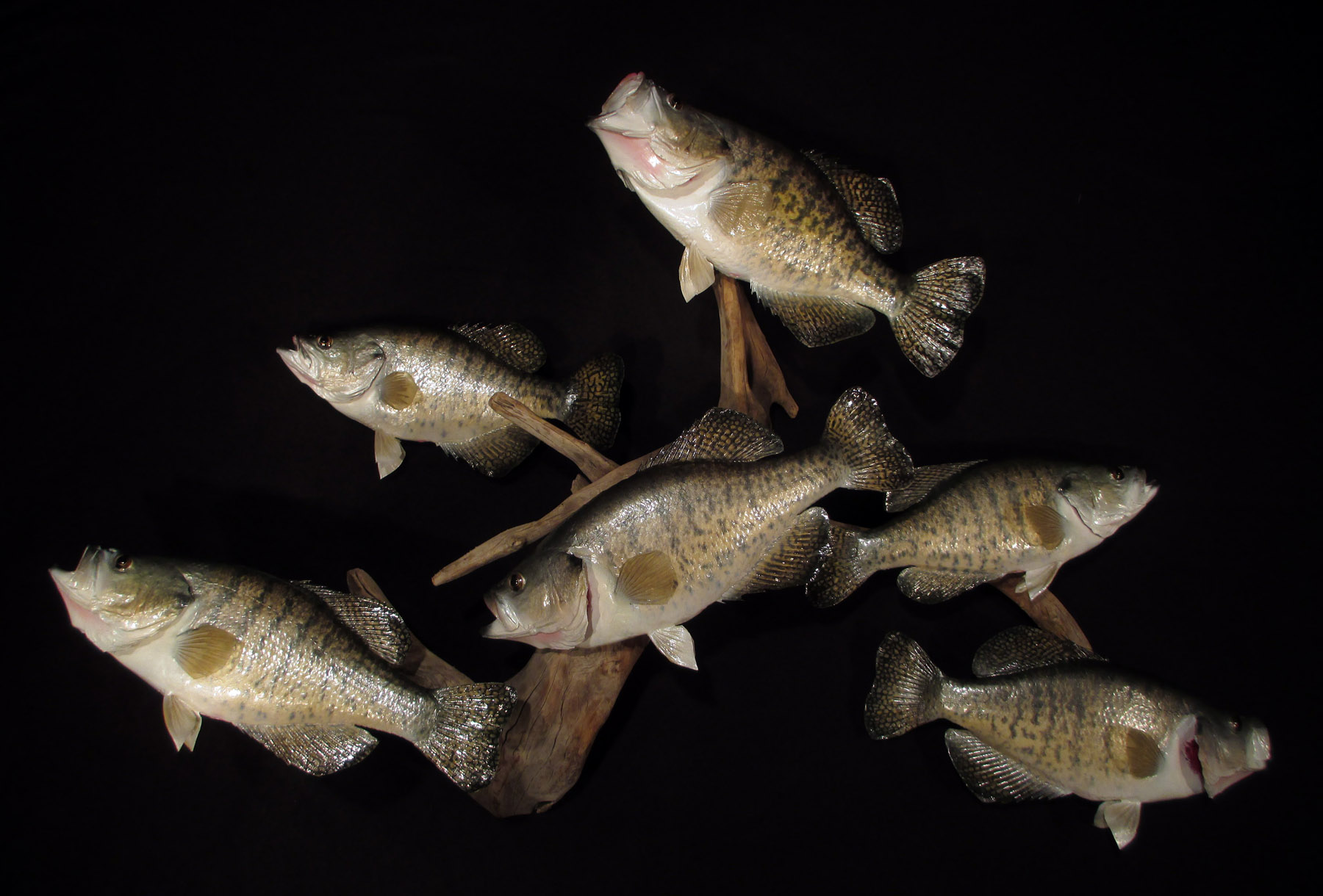 Crappie Gallery