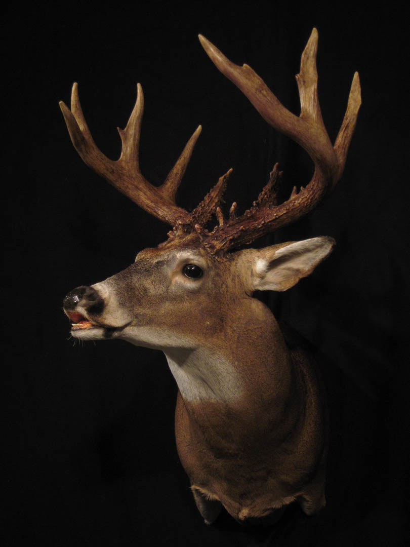 What are some good deer head mount poses?