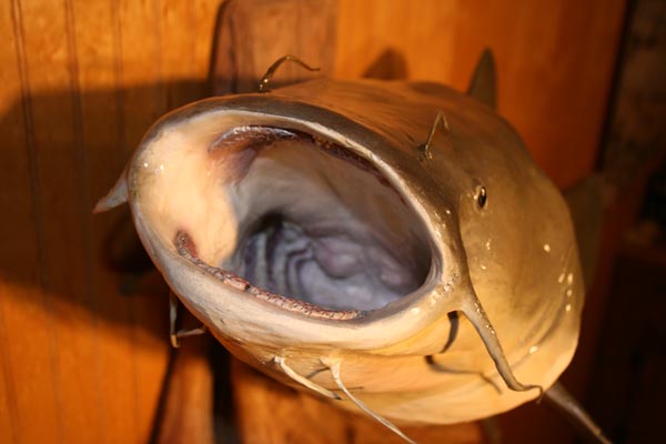 Custom_Molded_Flathead_Catfish_mouth_Close_up_-IMG_9333_600_pix..jpg