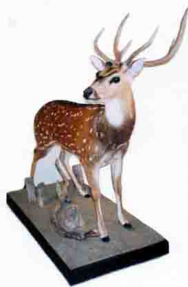 axis deer
