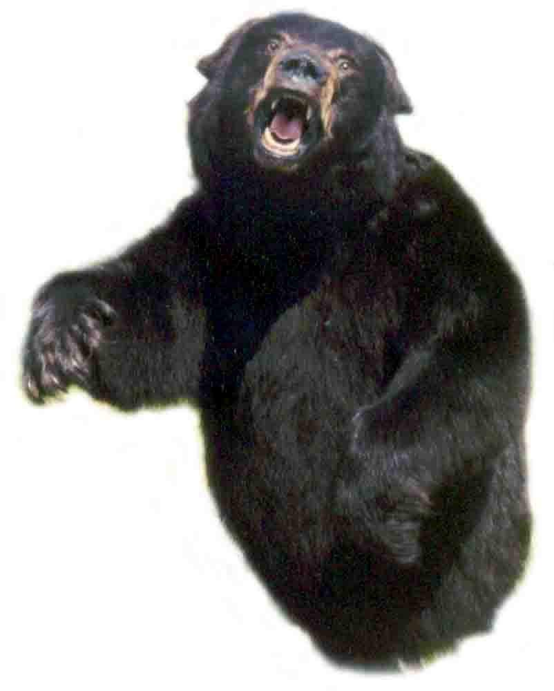 bear1.jpg